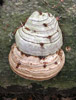 Fomes fomentarius